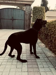 Black Presa Canario Male