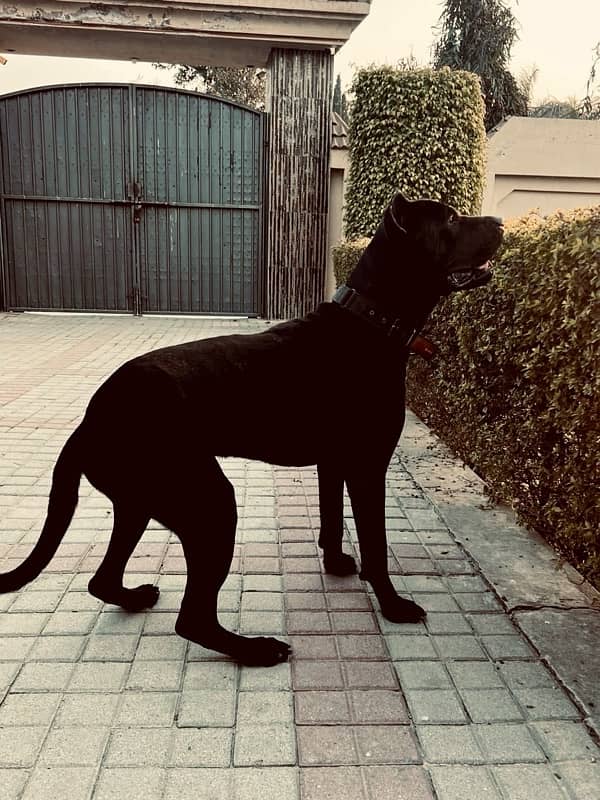 Cane Corso Male 1