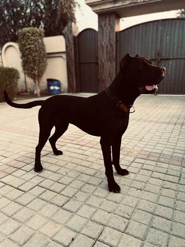 Cane Corso Male 0