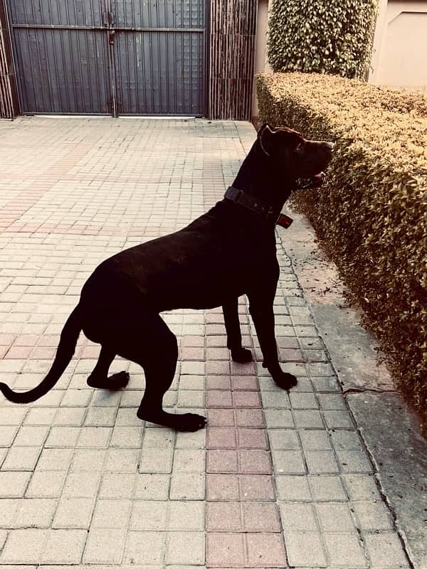 Cane Corso Male 2