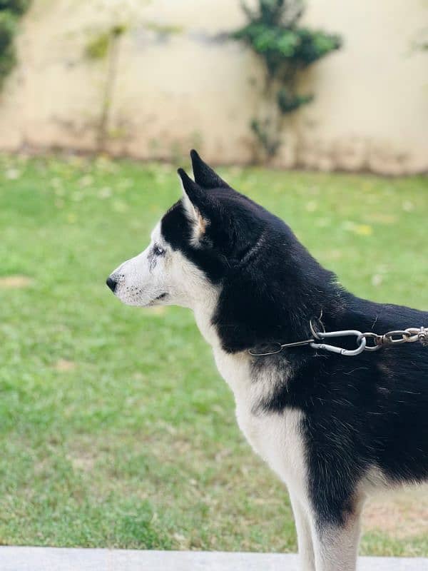 female husky odd eyes 1