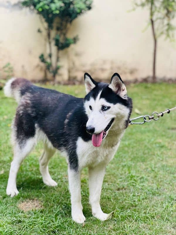 female husky odd eyes 3