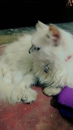 white persian female a very loving cat