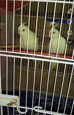 Cocktail eno red eyes breeder pair for sale with eggs// 03197640980