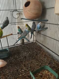 Love Birds & Cage For Sale Pls Contect on 03091214834