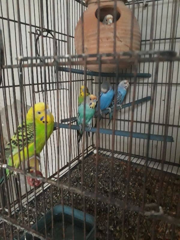 Love Birds & Cage For Sale Pls Contect on 03091214834 1