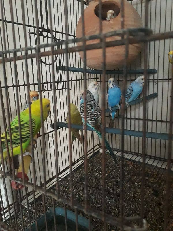 Love Birds & Cage For Sale Pls Contect on 03091214834 2