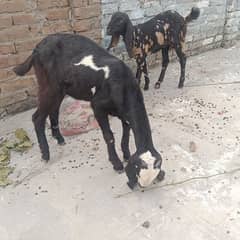 2 pathan female Goats