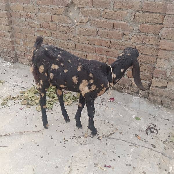 2 pathan female Goats 3