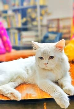 persian male cat