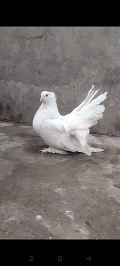 American or different Fancy Pigeons in reasonable price