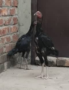 Black Aseel pair