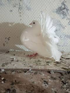 Fancy pigeons for sale  Modren lukky and king