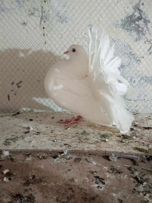 Fancy pigeons for sale  Modren lukky and king 0