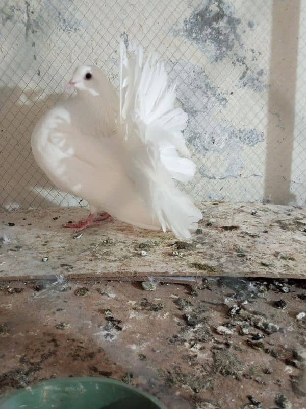 Fancy pigeons for sale  Modren lukky and king 1