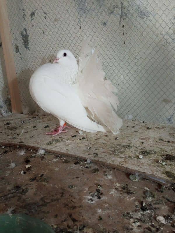 Fancy pigeons for sale  Modren lukky and king 2