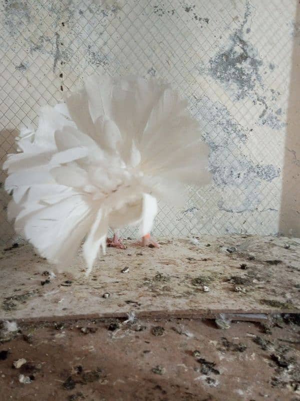 Fancy pigeons for sale  Modren lukky and king 4