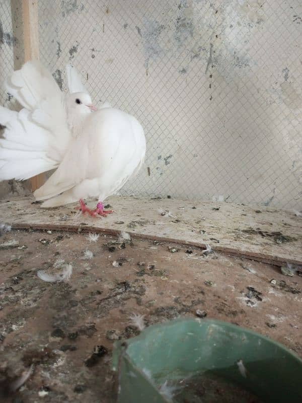 Fancy pigeons for sale  Modren lukky and king 5