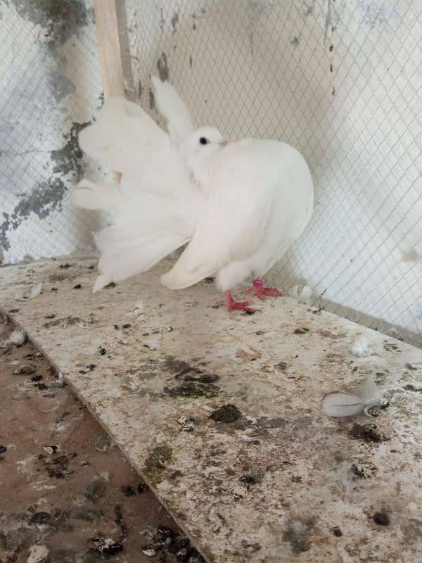 Fancy pigeons for sale  Modren lukky and king 6