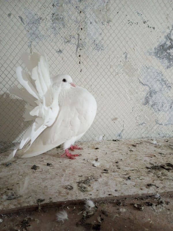 Fancy pigeons for sale  Modren lukky and king 7