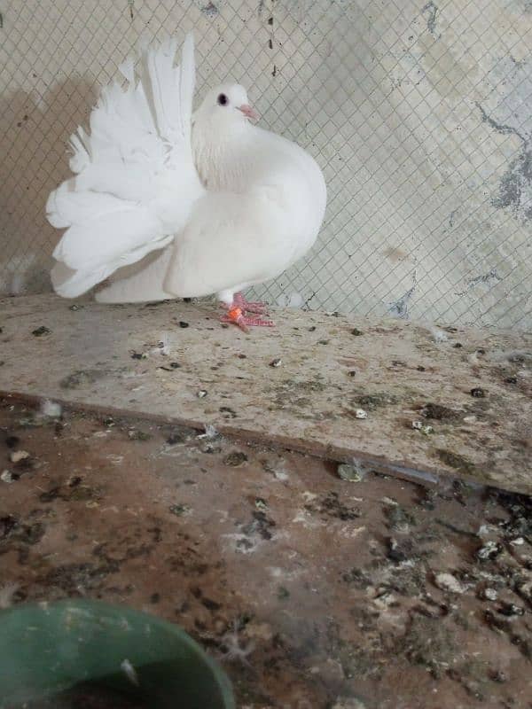 Fancy pigeons for sale  Modren lukky and king 8