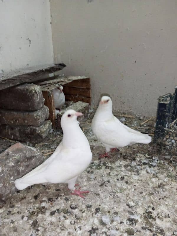 Fancy pigeons for sale  Modren lukky and king 9