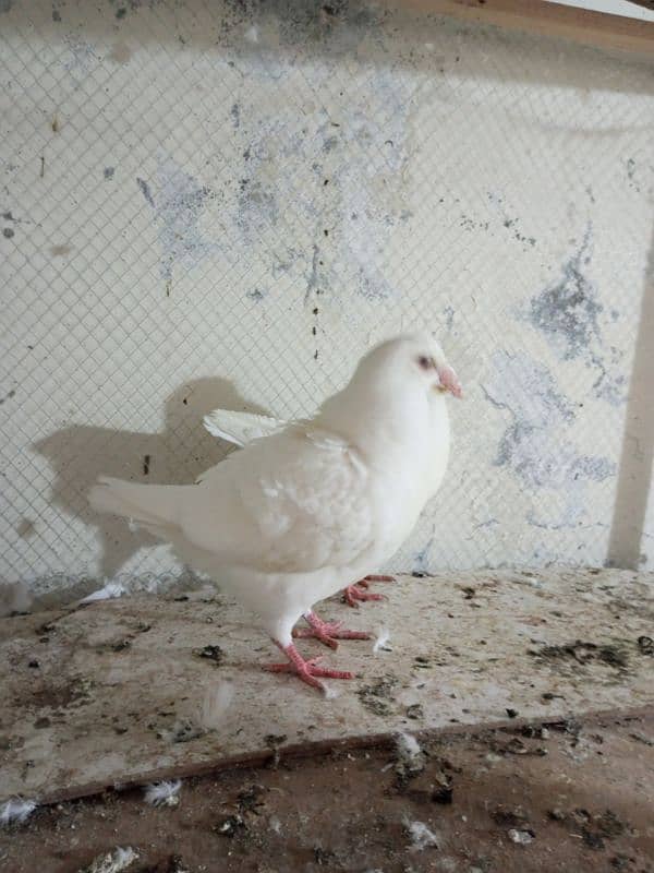 Fancy pigeons for sale  Modren lukky and king 10