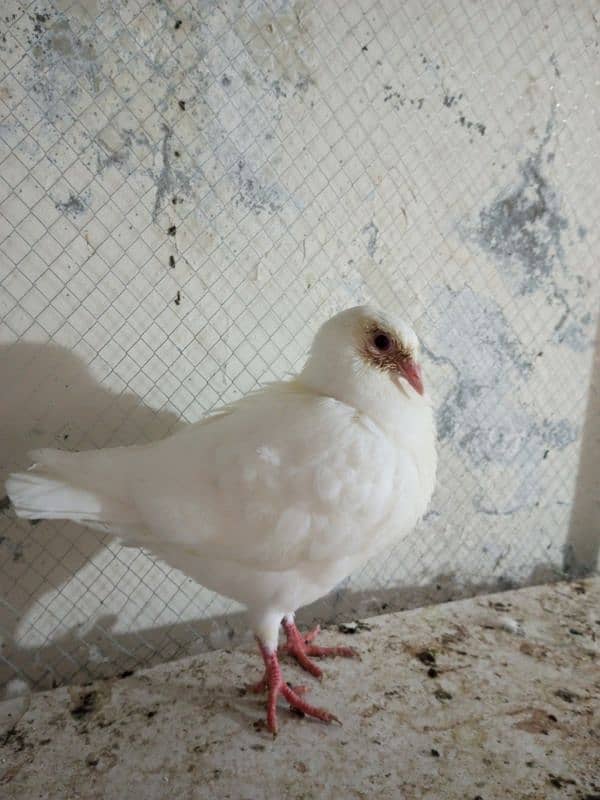 Fancy pigeons for sale  Modren lukky and king 11