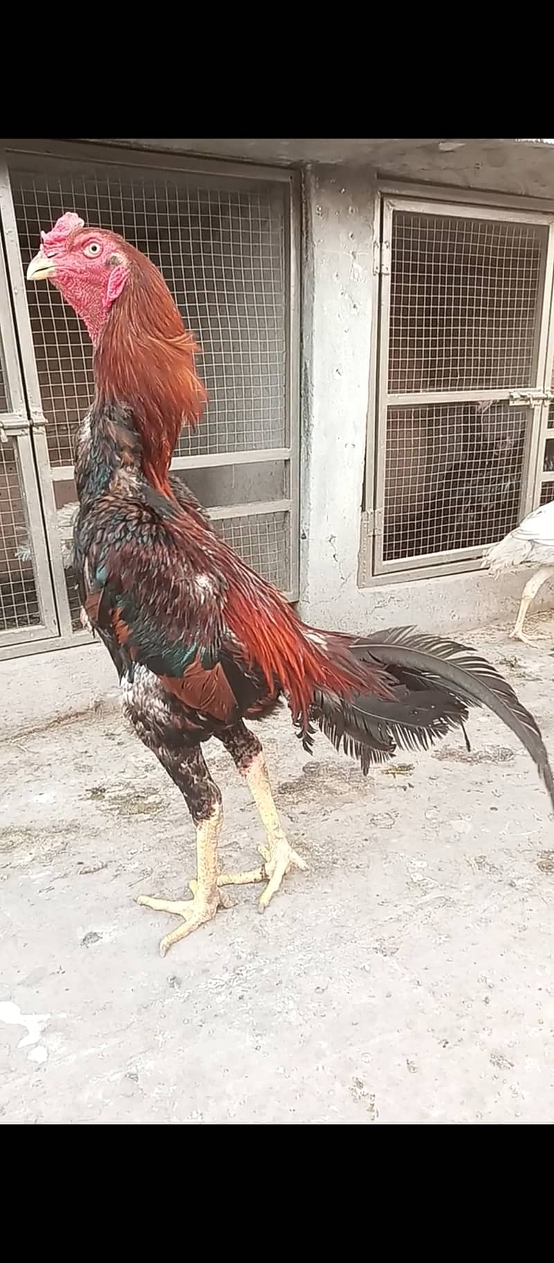 Japanese o shamo Male / aseel / shamo / hen / chicks / murga /rooster 0