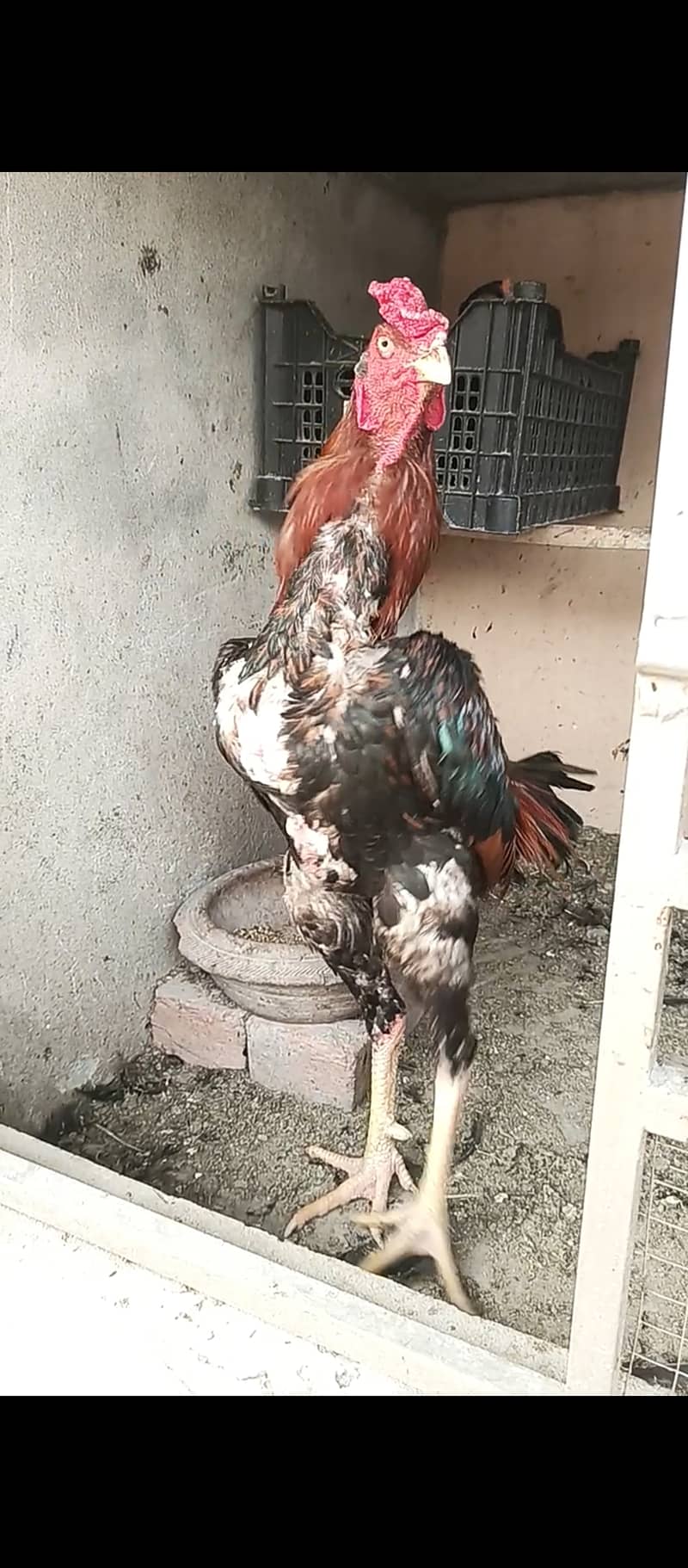 Japanese o shamo Male / aseel / shamo / hen / chicks / murga /rooster 2