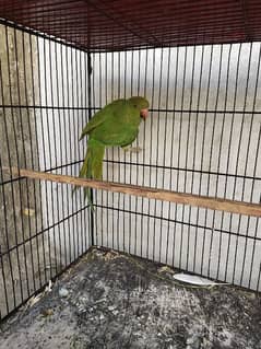 green ring neck parrot female