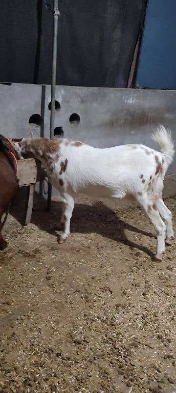 Teddi bakri for sale 0