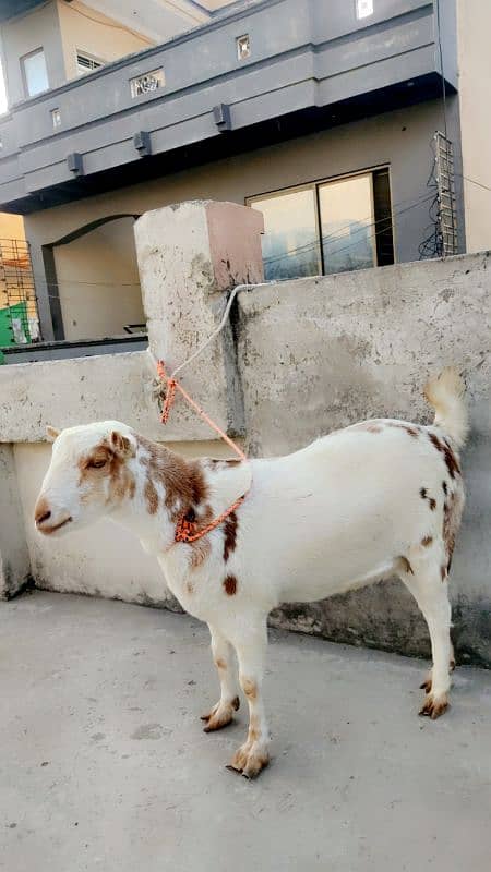 Teddi bakri for sale 2