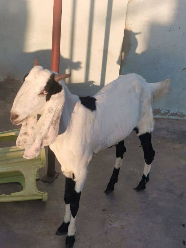 punjab goat breed 1