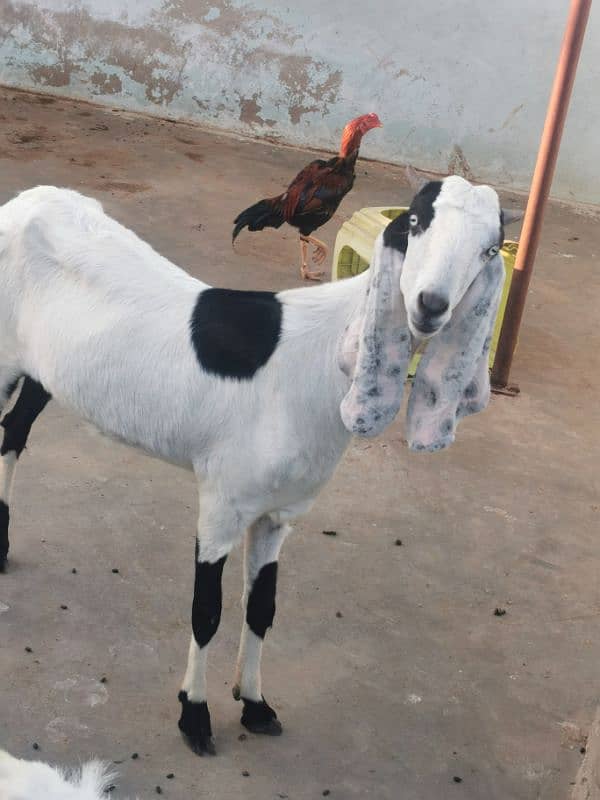 punjab goat breed 2