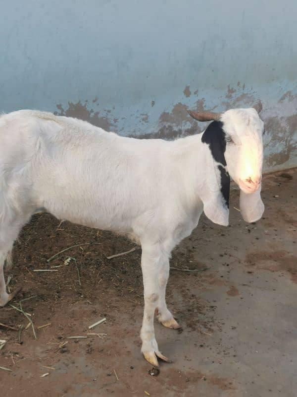 punjab goat breed 3