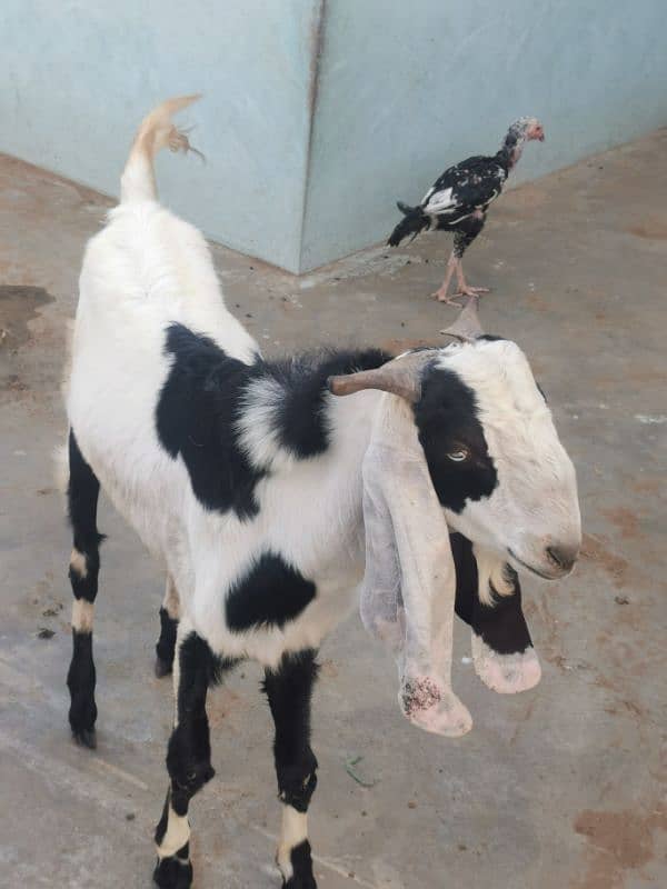 punjab goat breed 4