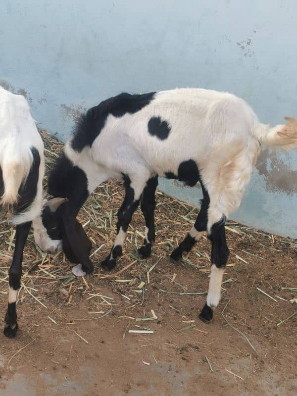 punjab goat breed 5