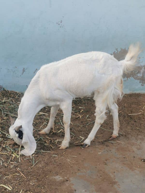 punjab goat breed 6