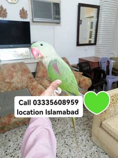 Final 13000 Hand Tamed Friendly Kashmiri Raw Parrot