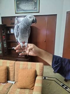 African grey male locking for new home v frindely.