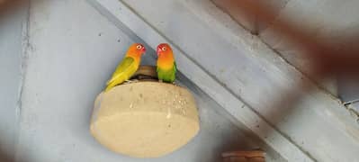 Love birds with Eggs