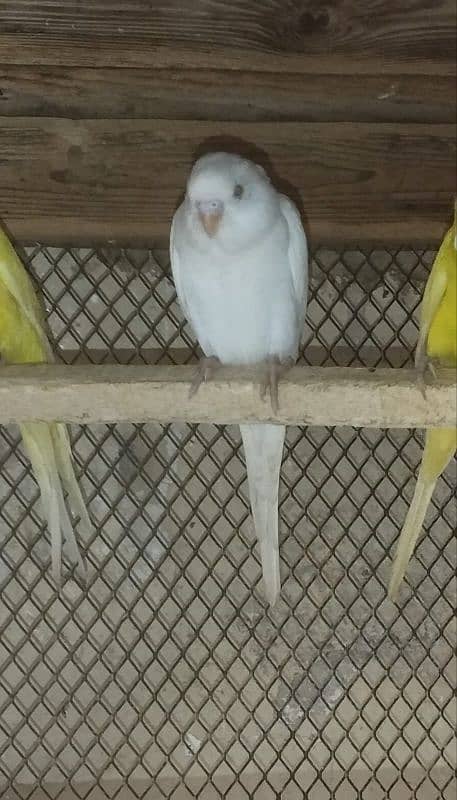 Australian breeder pair 1