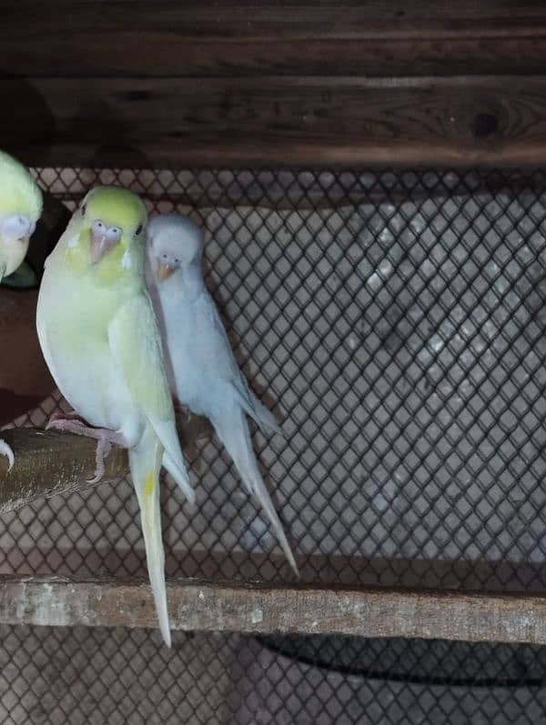 Australian breeder pair 2