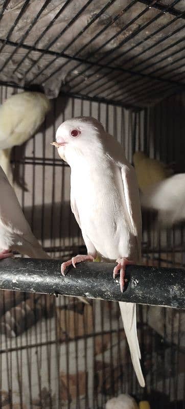 Australian breeder pair 10