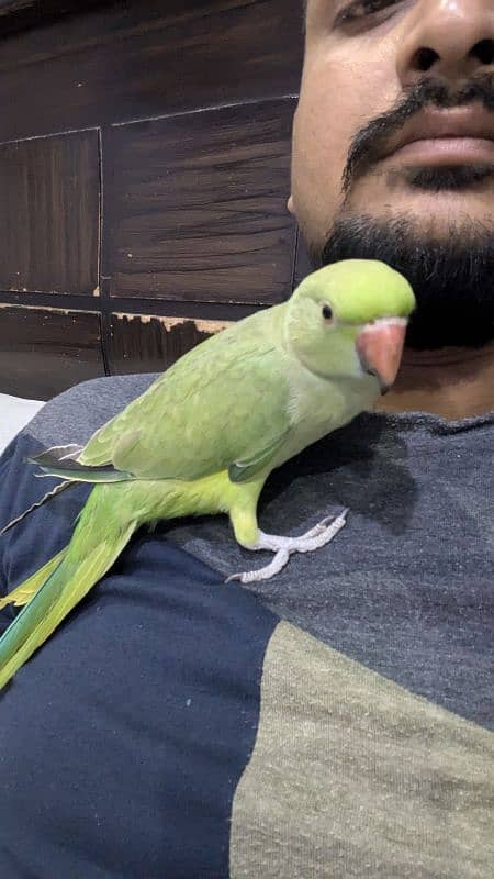 RINGNECK MITHU HANDTAIM 4