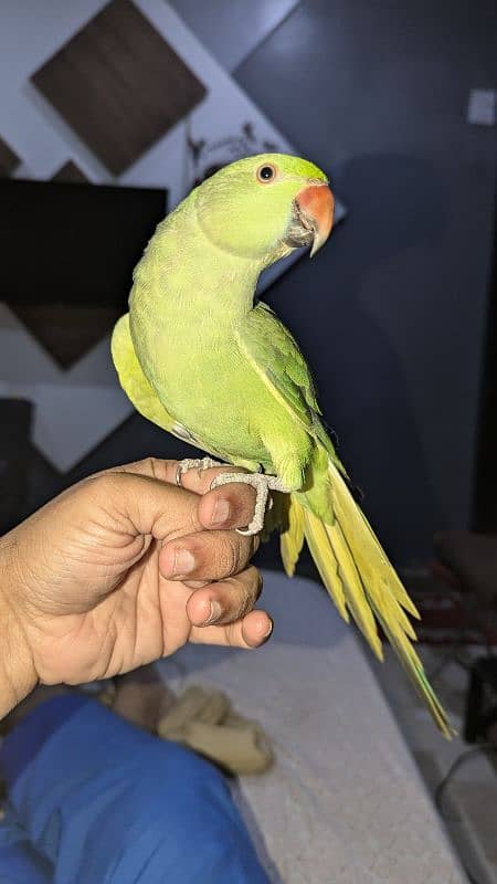 RINGNECK MITHU HANDTAIM 5