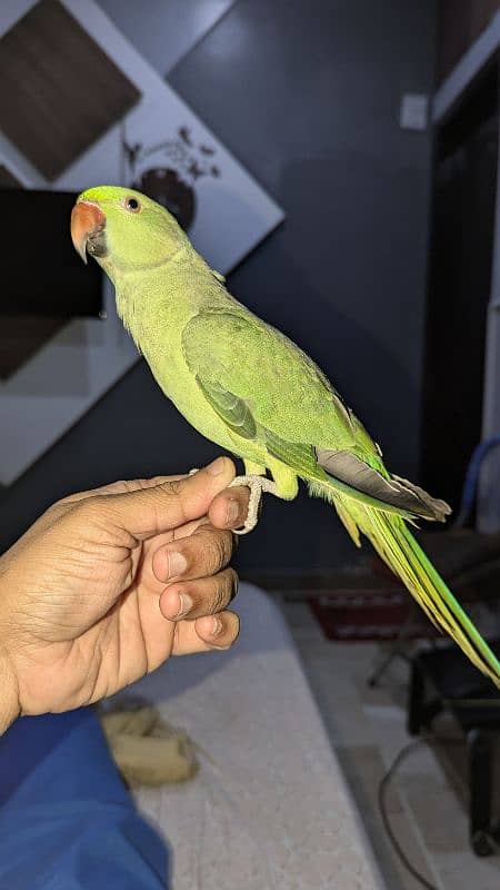 RINGNECK MITHU HANDTAIM 6