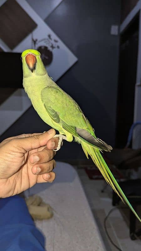 RINGNECK MITHU HANDTAIM 7