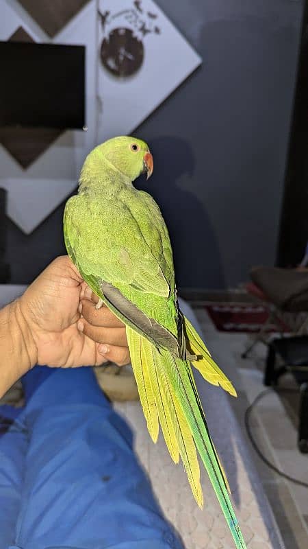 RINGNECK MITHU HANDTAIM 8